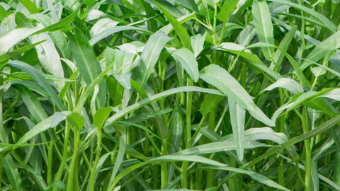 Hạt giống rau muống