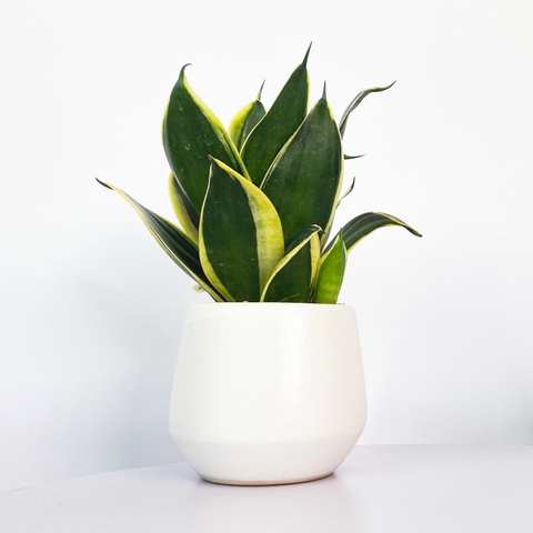 Cây Lưỡi Hổ Thái thuỷ sinh