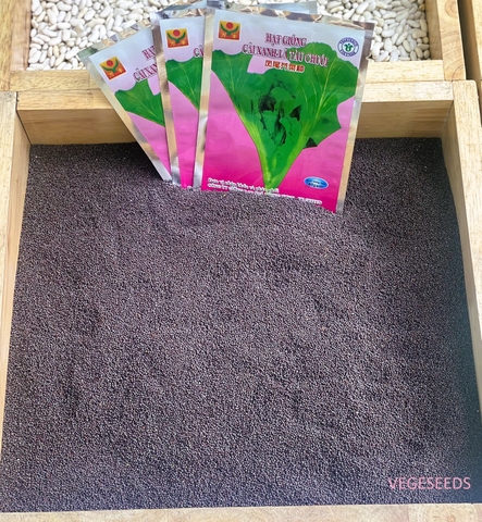 Hạt giống cải xanh lá tàu chuối  GRQ 225