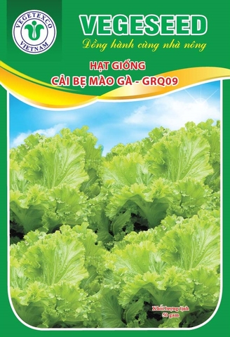 Hạt giống cải bẹ mào gà - GRQ09