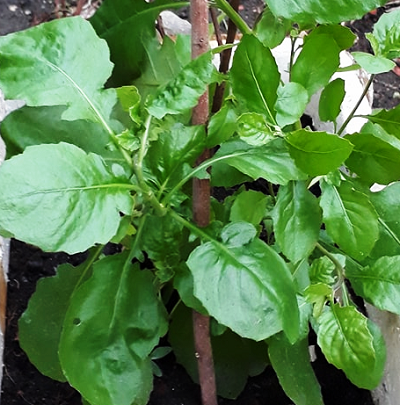 Hạt giống rau cải trời