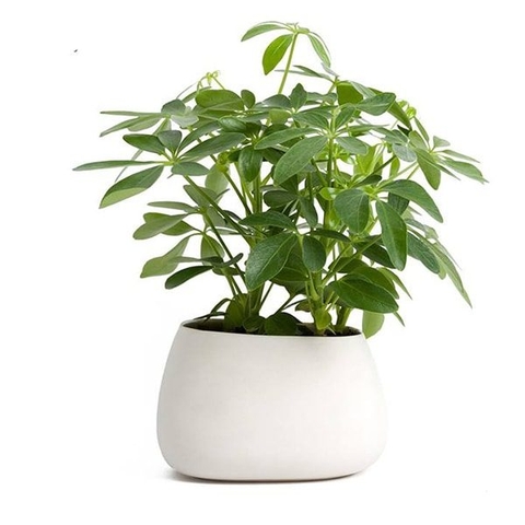 Cây Ngũ Gia Bì Xanh