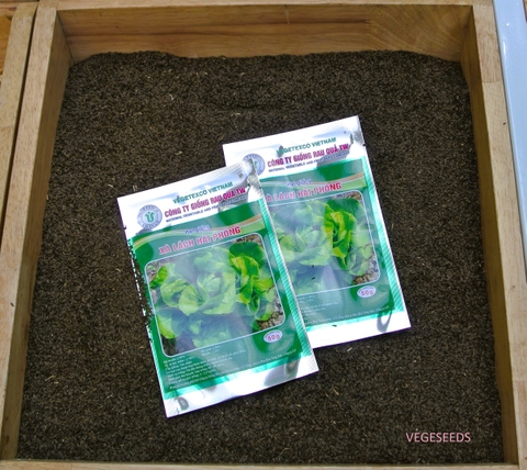 Hạt giống xà lách Hải Phòng GRQ 605