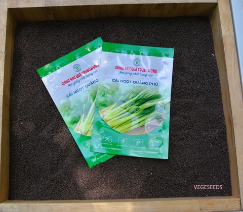 Hạt giống cải ngọt quảng phủ GRQ 206