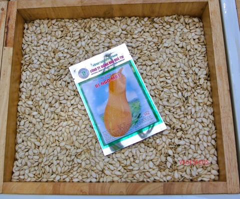 Hạt giống bí ngô mật GRQ 622