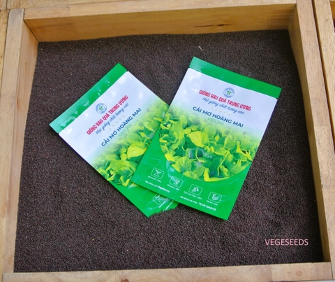 Hạt giống cải mơ hoàng mai GRQ 202