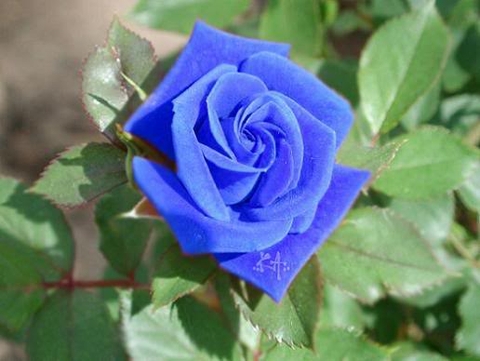 Hạt giống hoa hồng xanh