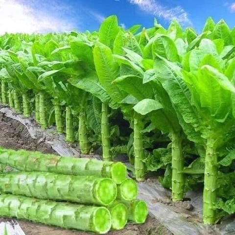 Hạt giống rau tiến vua