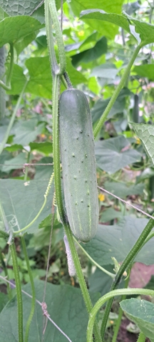 Hạt giống dưa leo Thái Lan GRQ 626