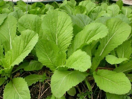 Hạt giống cải xanh mỡ GRQ