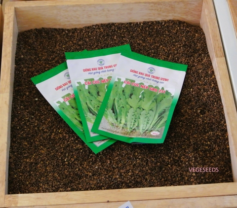 Hạt giống cải cúc nếp GRQ 231