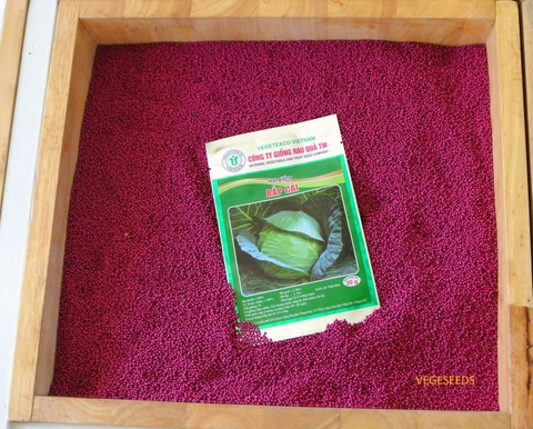 Hạt giống cải bắp Nhật Bản GRQ 629