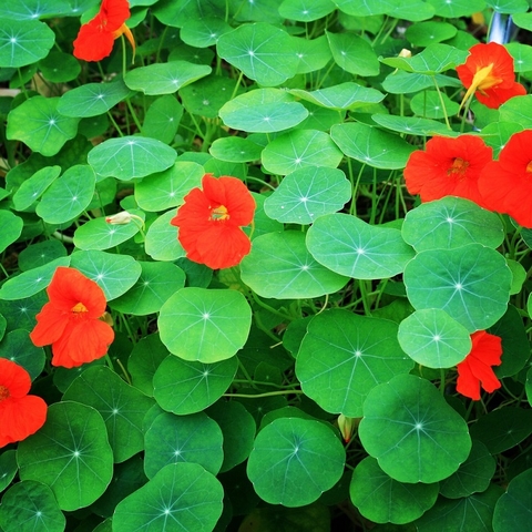 Hạt giống hoa sen cạn