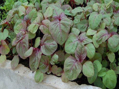 Hạt giống rau dền