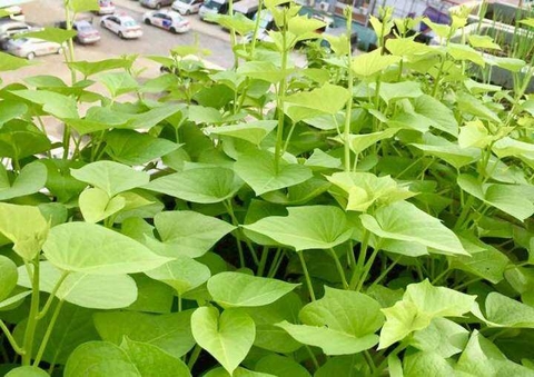 Hạt giống rau lang siêu ngọn