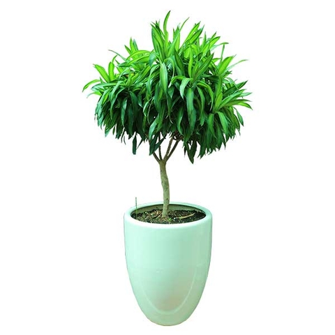 Cây Trúc Bách Hợp