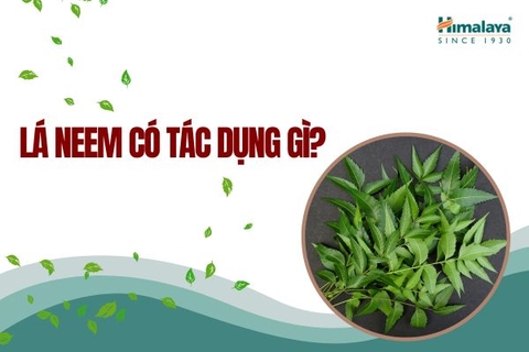 Lá Neem có tác dụng gì? Tips làm đẹp cho da cùng lá Neem