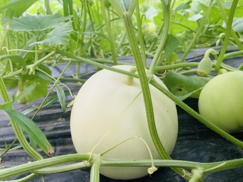 Dưa lê miền bắc (Kg)
