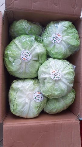 Bắp cải hữu cơ Genki