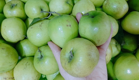 Táo đại Di Trạch tuyển chọn