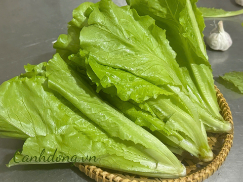 Xà lách hữu cơ vườn Cây Gạo (túi 500gr)