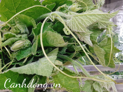 Ngọn bí hữu cơ vườn Cây Gạo (túi 500gr)