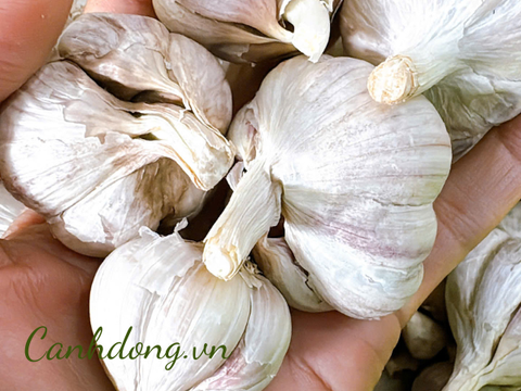 Tỏi khô miền Bắc