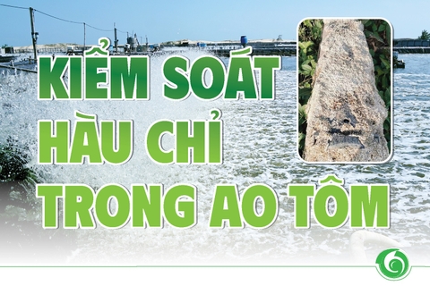 KIỂM SOÁT HÀU CHỈ TRONG AO TÔM
