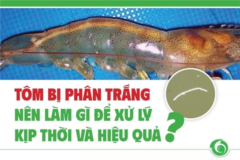 TÔM BỊ PHÂN TRẮNG – NÊN LÀM GÌ ĐỂ XỬ LÝ KỊP THỜI VÀ HIỆU QUẢ?