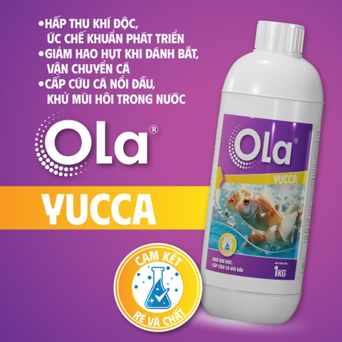 OLA YUCCA: Hấp thụ khí độc, cấp cứu cá nổi đầu