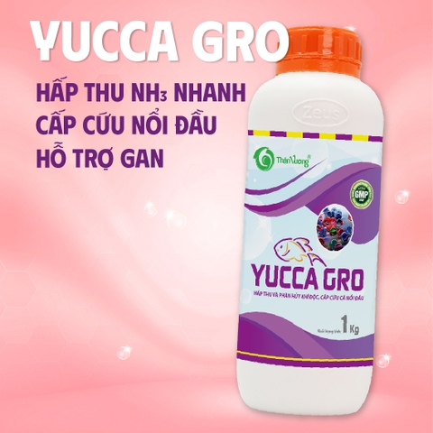 YUCCA GRO - Hấp thụ khí độc, cấp cứu cá nổi đầu
