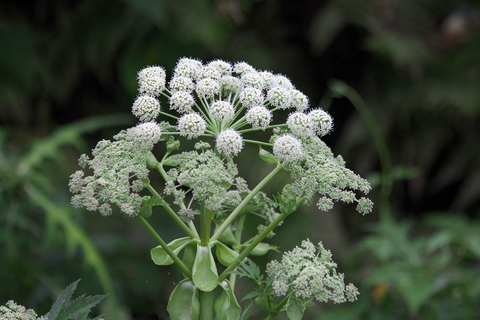 Bạch chỉ là gì? Những lợi ích của bạch chỉ đối với sức khoẻ