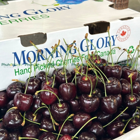 Cherry Canada Size 8.5