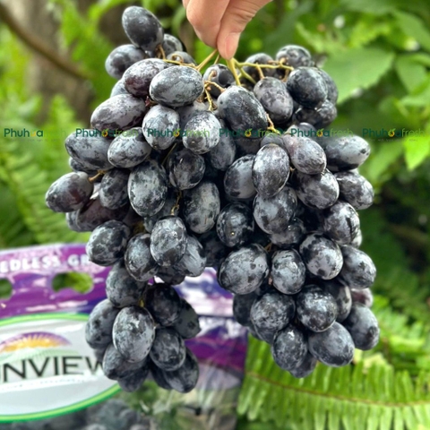 Nho Đen Mỹ