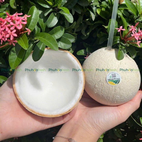 Dừa Trọc Việt Nam