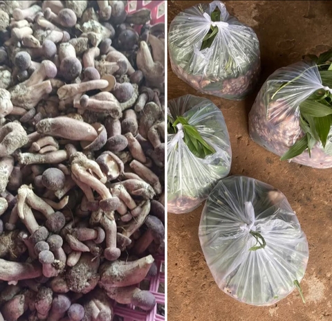 Nấm Tràm Tươi [ 1KG ]