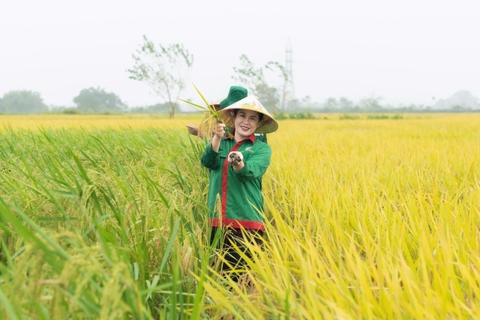 GẠO TRỘN LÀ GÌ? ĐỪNG ĐỂ BỮA CƠM GIA ĐÌNH BỊ QUA MẶT BỞI GẠO PHA TRỘN KÉM CHẤT LƯỢNG