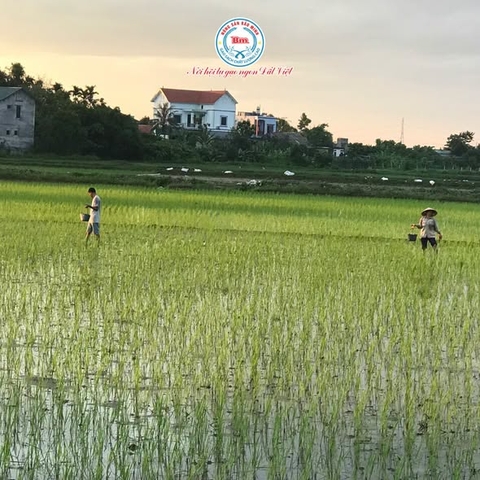 NHẬT KÝ ĐỒNG RUỘNG RƯƠI: NGÀY 12 BẮT ỐC BẰNG TAY, LÀM CỎ BẰNG TÂM