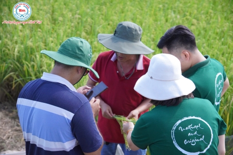 TẬN TÂM TRÊN TỪNG CÁNH ĐỒNG: CEO BÙI THỊ HẠNH HIẾU CÙNG GS.TSKH TRẦN DUY QUÝ LỘI RUỘNG KIỂM TRA VÙNG LÚA RƯƠI