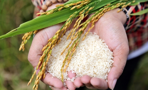 TOP 10 LOẠI GẠO ĐẶC SẢN NỔI TIẾNG VIỆT NAM ĐƯỢC NHIỀU NGƯỜI YÊU THÍCH