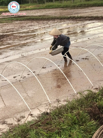 HÀNH TRÌNH HẠT NGỌC TRỜI: TỪ GIỌT MỒ HÔI VÙNG ĐẤT CHÍ MINH ĐẾN BỮA CƠM SẠCH BẢO MINH