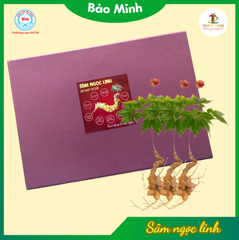 Sâm Ngọc Linh 5 năm tuổi (5 củ)
