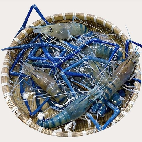 Tôm Càng Xanh Sống
