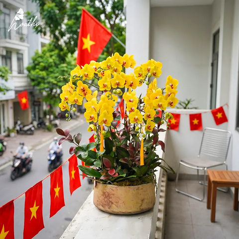 Chậu lan hồ điệp vàng 8 cành HT25