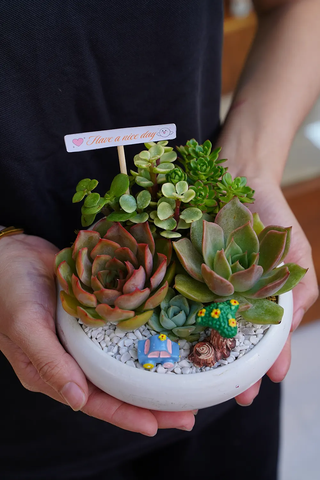 Chậu Sen đá mix 33