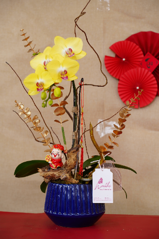 Chậu lan hồ điệp mix lũa HT24