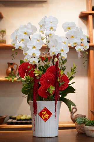 Chậu hoa lan hồ điệp trắng 5 cành HT26