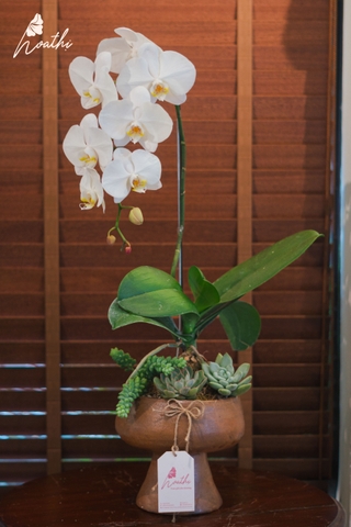 CHẬU LAN TRẮNG MIX SEN ĐÁ