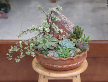 (TC)SEN ĐÁ TIỂU CẢNH M003