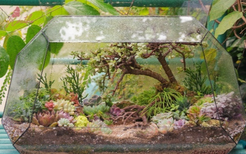 (TA) BÓNG CỔ THỤ